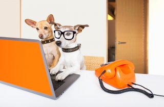 team or couple of dogs  with glasses as secretary or operator with red old  dial telephone or retro classic phone and pc laptop computer
